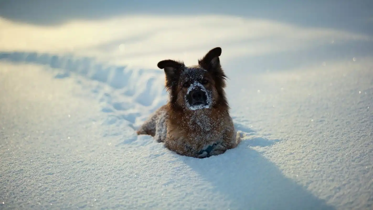 可爱的动物图片高清宽屏桌面壁纸