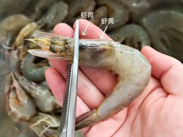 (虾胃不要,虾黄保留)【步骤1】:从市场上买回来新鲜的虾,如果说活蹦