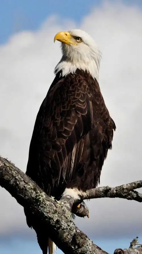 站在树枝上栖息的白头老鹰,高清图片,手机壁纸