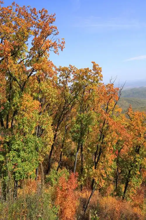 大顶子山的秋色 摄影 郑琦