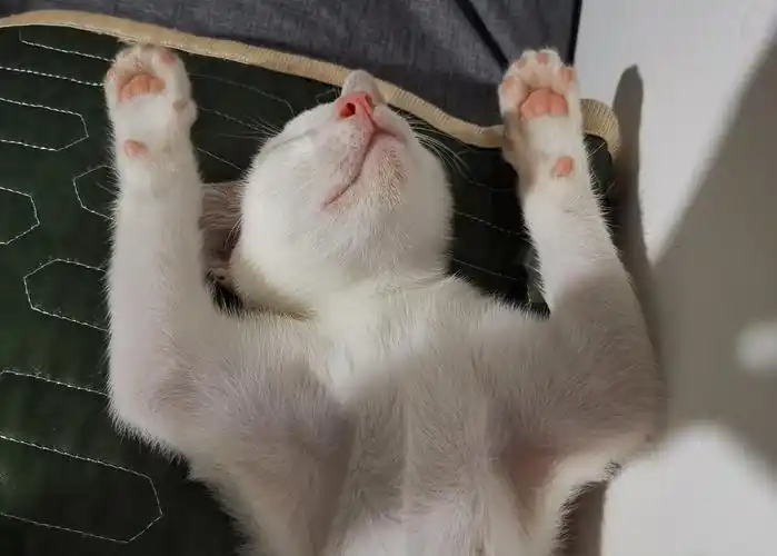 锅盖的投降睡姿090909