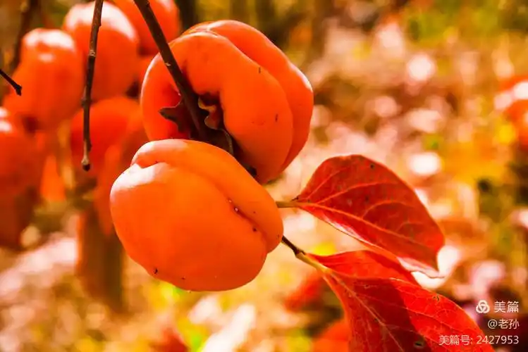 柿子红了,柿柿顺心,红红火火