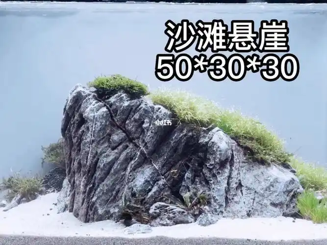 青龙石造景   #水草造景   #水草缸   #水草缸造景   #草缸