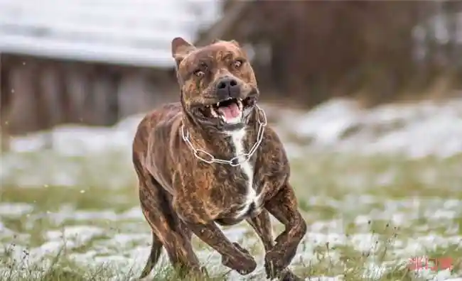 世界上十大最危险的狗哈士奇也上榜了