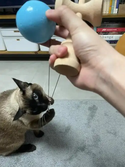 开始玩剑玉的第二天!