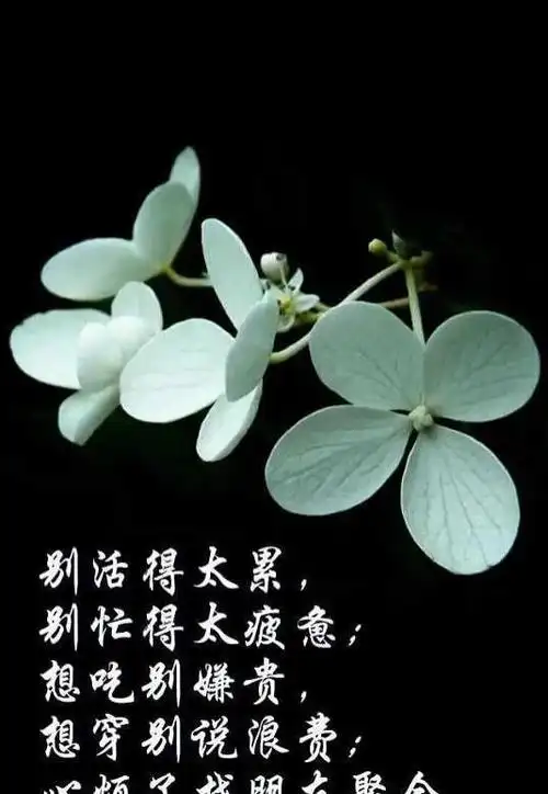 情感文章人生感悟短句(图7)