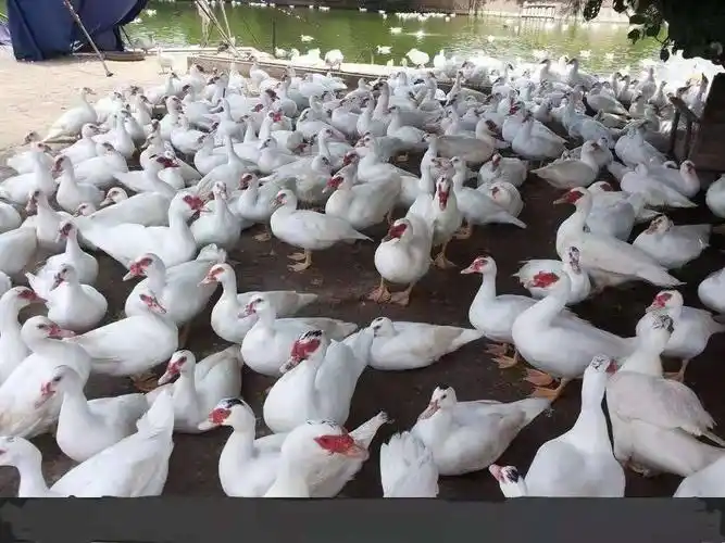 大种{白番鸭苗苗}{黑番鸭苗}欢迎咨询订购