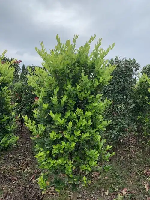 出售金森女贞柱]场地直供,量大从优,品质保证,欢迎咨询购买.