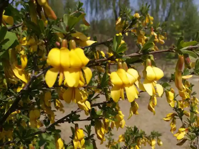 锦鸡儿(五月上旬的花)