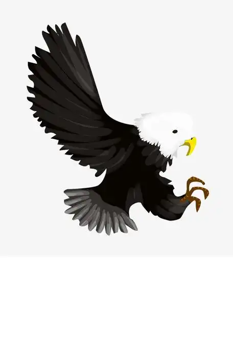 手绘飞翔的老鹰插画