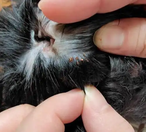 狗狗身上有蜱虫怎么办?用福来恩驱虫省心更安心