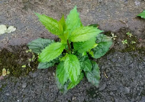 柴湖的传说. - 美篇