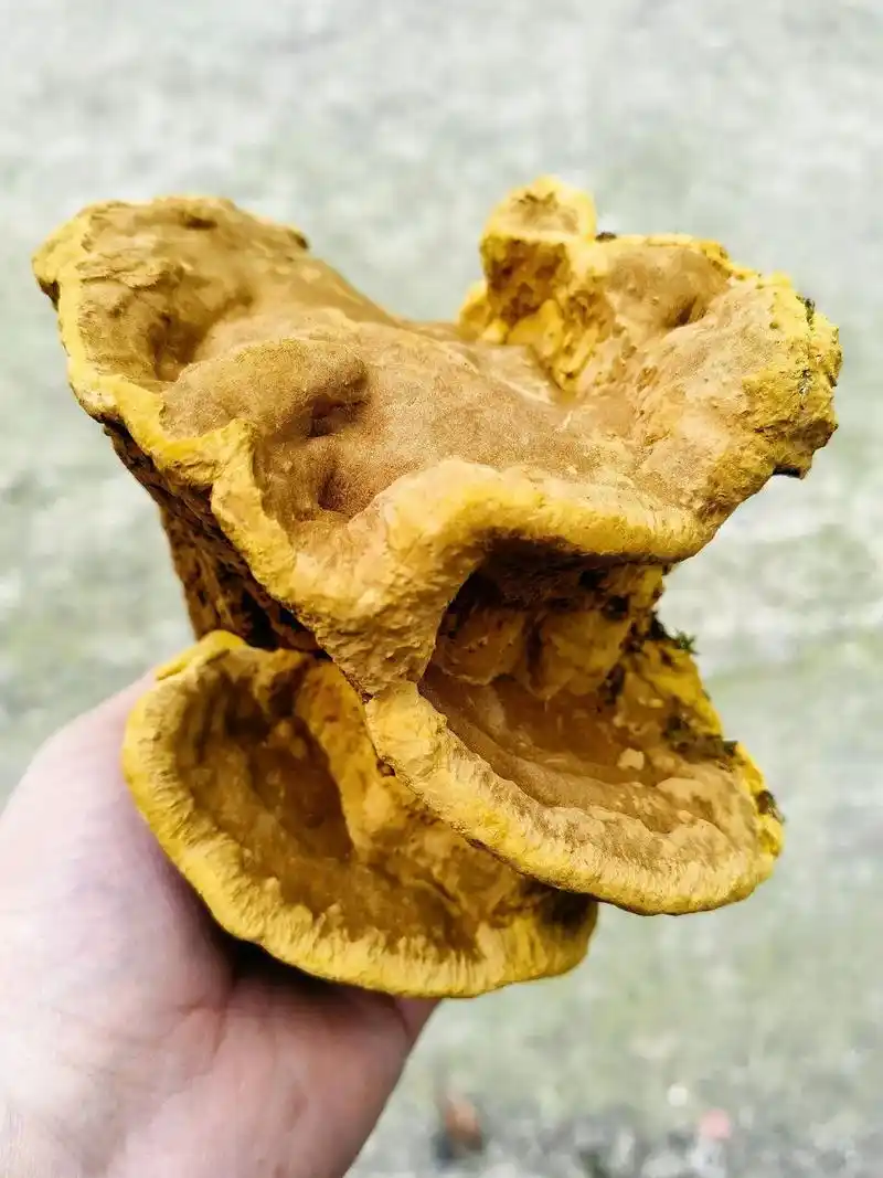 外貌控很喜欢的西藏察隅野生桑树桑黄