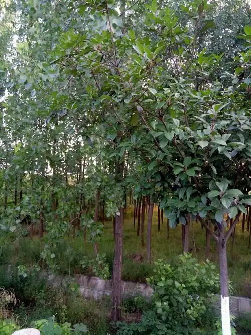 出了江南,哪里还有这样独特的紫皮树.