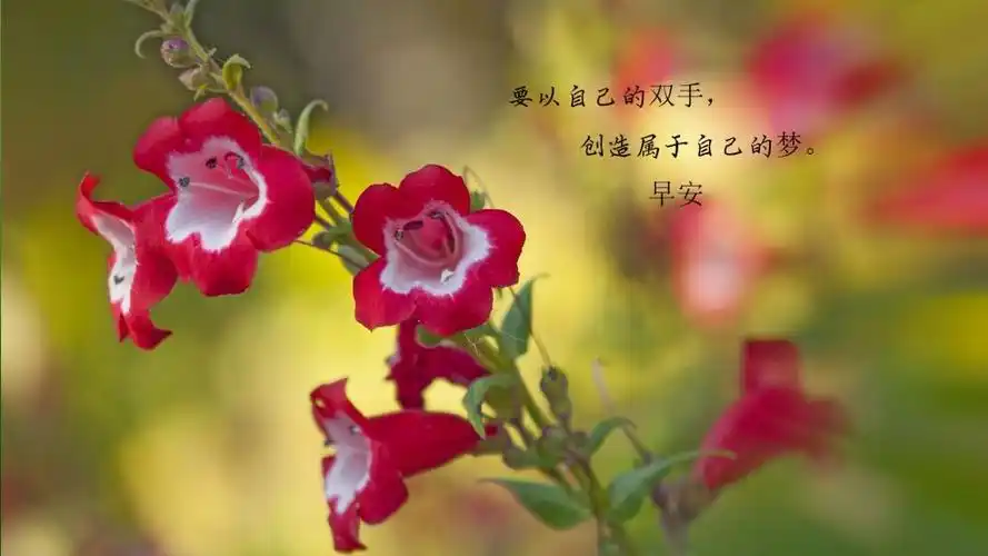 早安情感心语,高清壁纸图片,非主流-回车桌面