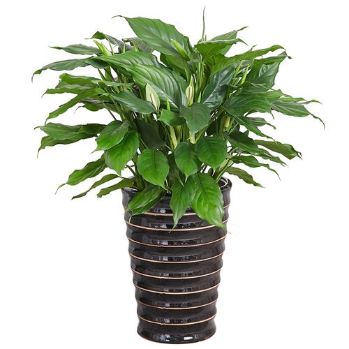 万年青植物防辐射甲醛空气净空盆栽叶植物常绿观室内大型绿植