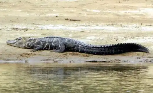 1,kalia(长7米)大家在图片中看到这只鳄鱼堪称鳄鱼中巨无霸,经过研究