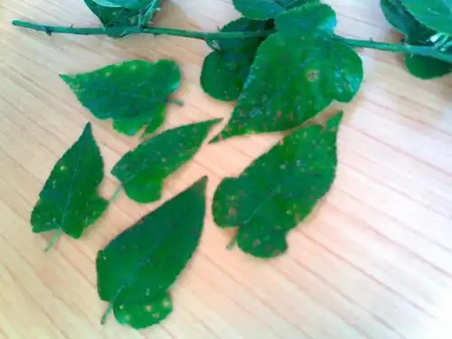 请教专家,这种叶子为三裂的覆盆子能结果吗,盆栽几年有果,我看过它结