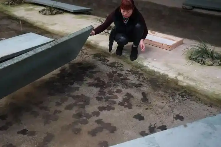 基地环境打造好后,她取得人工养殖石蛙相关资质并完善相应设备设施.