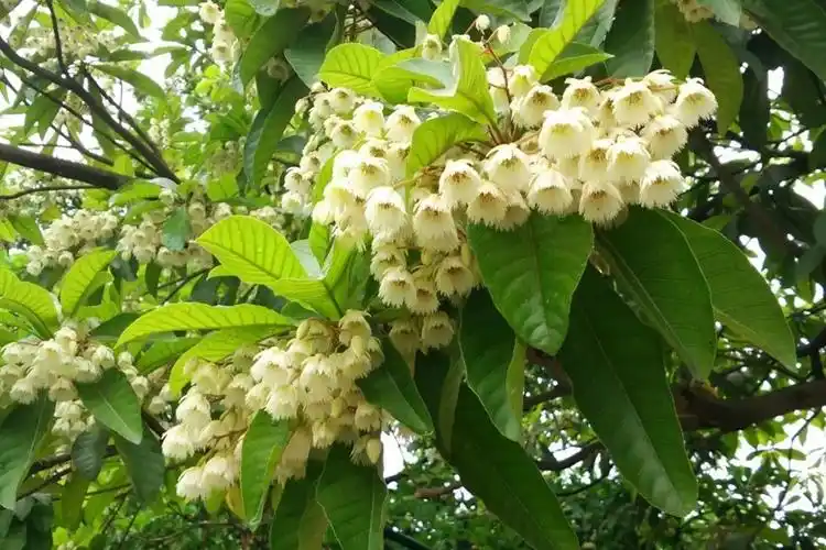 杜英的防冻措施