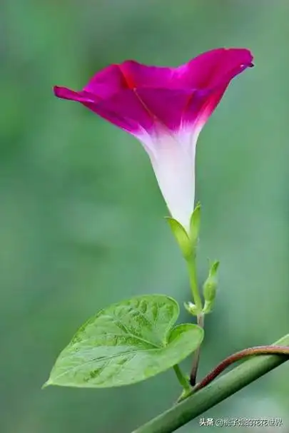 牵牛花花语什么意思(牵牛花花语唯美句子)