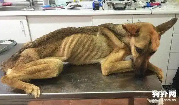 瘦成皮包骨的细犬,太可怜了,希望它能撑下去!