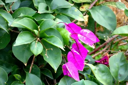 【光叶子花】紫茉莉科,叶子花属 - 简书