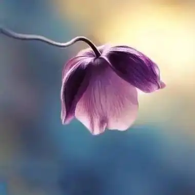 可脱身服全去掉的游戏破解版免费观看