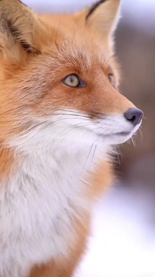 狐狸社社长乱狐 2-14 12:06 来自狐狸超话 狐狸 #狐狸# #赤狐# 宝贝大