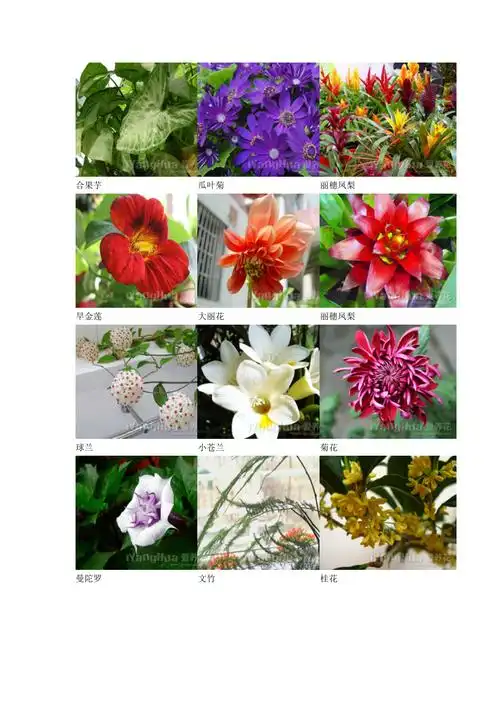 常见花卉名称图片