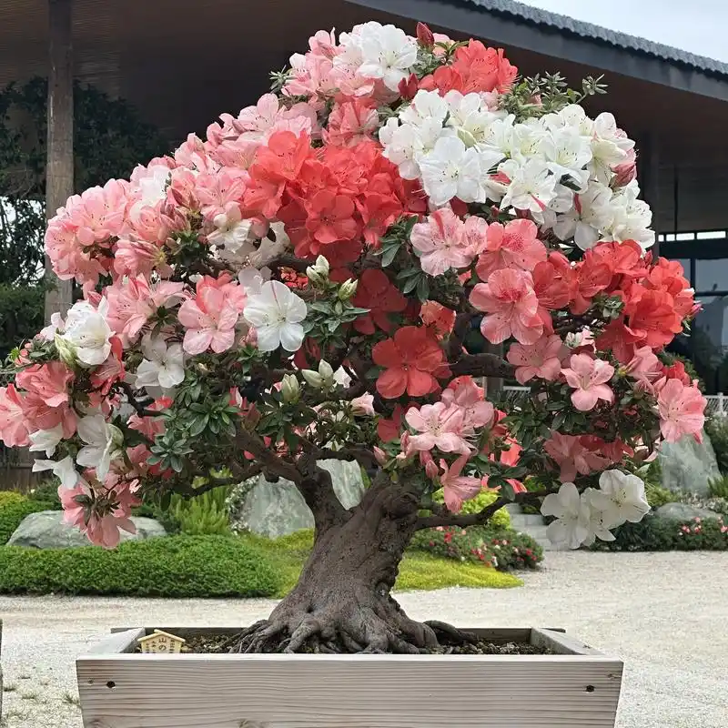 每天看到它,心情都会好起来.皋月杜鹃的花朵色彩鲜艳,盆景造型 - 抖音