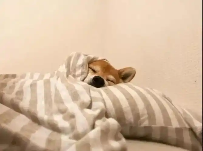 冷冷冷海南最低气温11