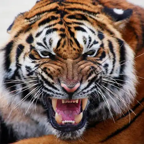 凶猛的在吼叫的老虎