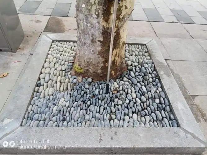 树穴铺设鹅卵石水果湖2000个树穴十一前换新颜