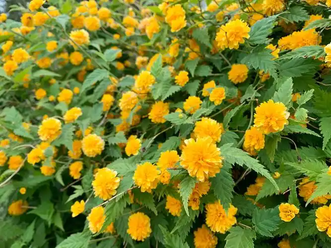 重瓣棣棠花(一) - lina花语 - 图虫