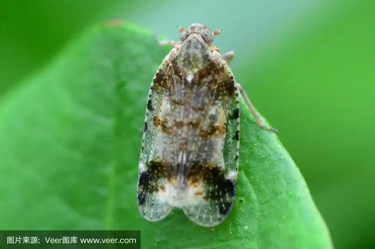 飞虱,可爱的,波兰,野生动物,鳞翅类