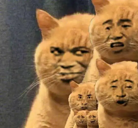 小黄猫盯着人看(教皇,张学友版)_张学友_小黄_教皇表情