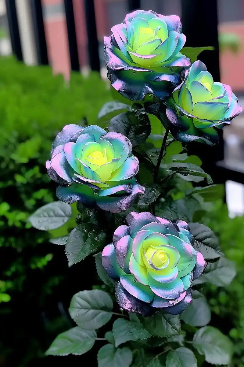 曼陀罗兰加洛斯:花语更令人陶醉——这种花象征着清纯的爱与稀有 - 抖