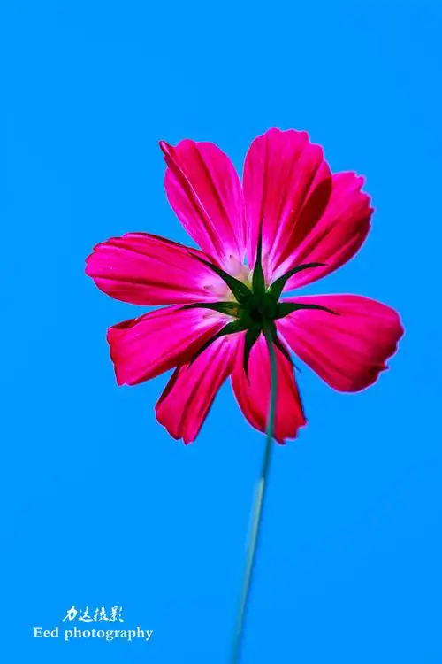 夏日里盛开的小花