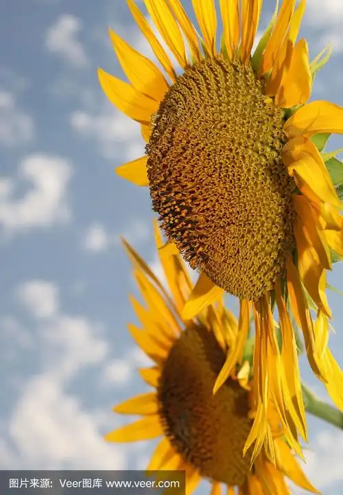 两朵向日葵黄色的花瓣在明亮的阳光蓝色的天空