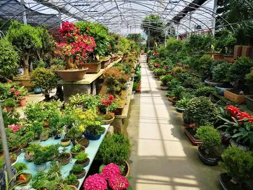 沭阳花卉盆景市场