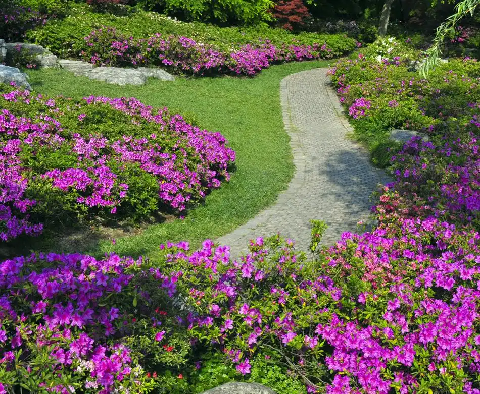 私家花园最适合种什么树,养什么花?