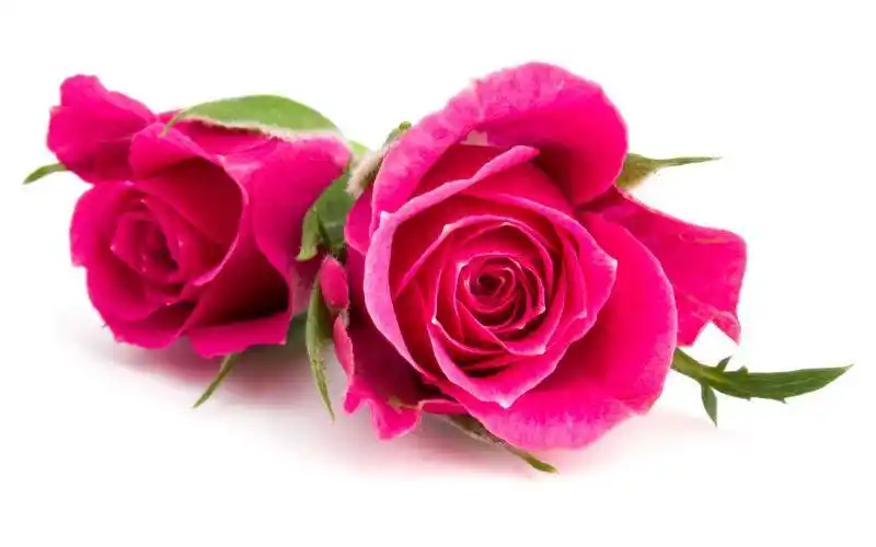 一朵鲜艳的玫瑰花