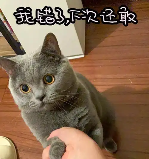 蓝猫表情包大赛有无友友参加