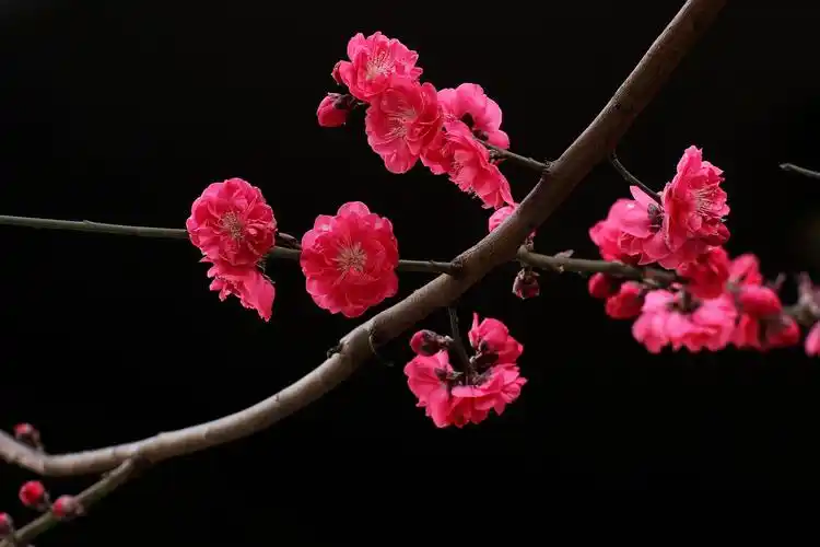 百花齐放总是春