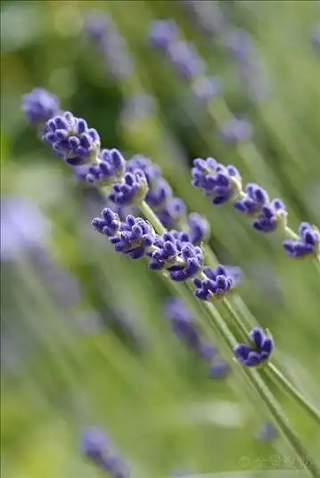 薰衣草_狭叶熏衣草_图片大全—全景创意图库(quanjing.