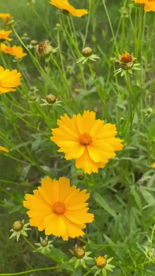 随处都是最美的风景好看的花一定要分享给你感受大自然的气息和美