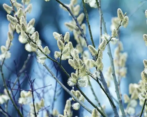 下载桌布 1280x1024 树枝,春天,芽 桌面背景