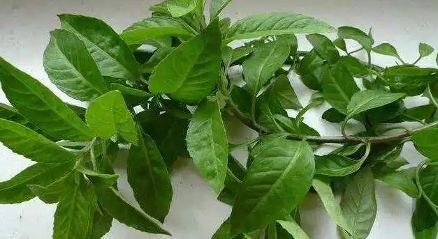 农村一种常见的野草,被称为"救命草",对糖尿病高血压都有奇效_明月草