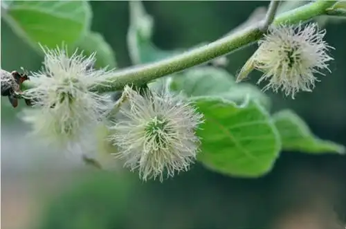 "树可造纸,果可入药"的构树